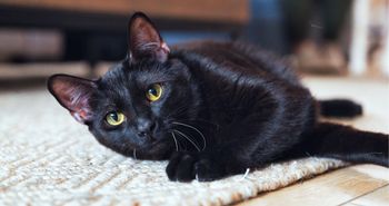 Czarne koty są pomijane przy adopcji. Nie chodzi o ich charakter