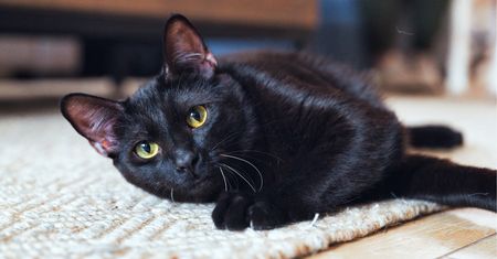 Czarne koty są pomijane przy adopcji. Nie chodzi o ich charakter