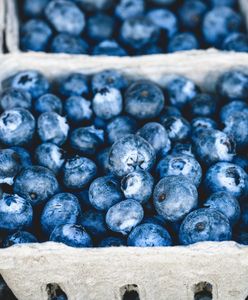 Zbieracze jagód mają złe wieści. Tyle kosztuje jeden słoik