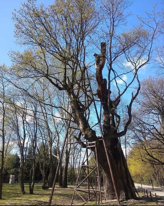 Warszawa. Dąb Mieszko I pomimo podpalenia wypuścił zielone liście