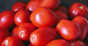 Najzdrowsza odmiana pomidorów. Jedz, póki trwa sezon
