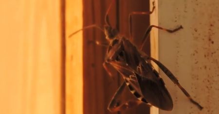 Śmierdzący intruz w Polsce. Wtyk amerykański przedziera się do domów
