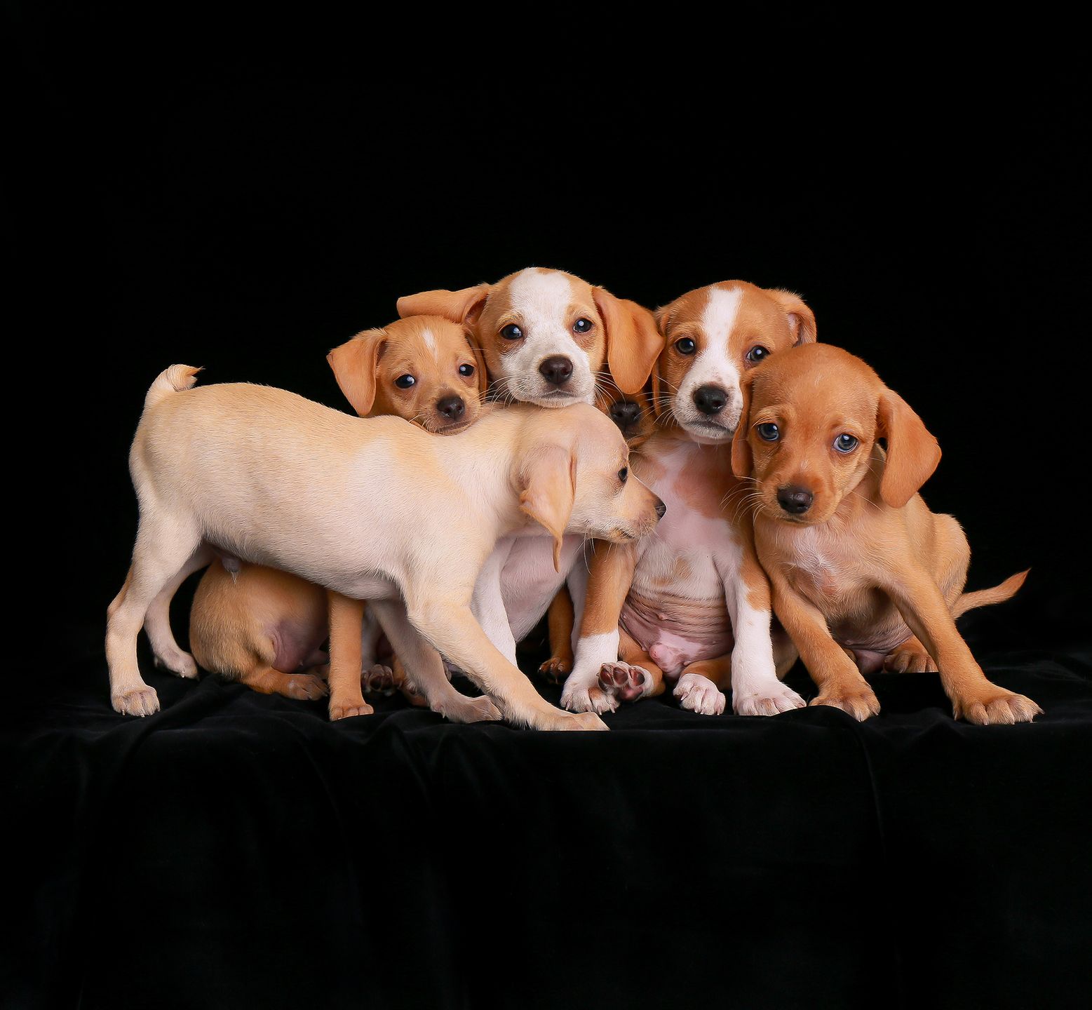 Najpiękniejsze zdjęcia psów w konkursie Dog Photographer of the Year 2018 19