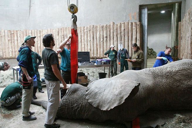 Słynnemu słoniowi z poznańskiego zoo usunięto ząb
