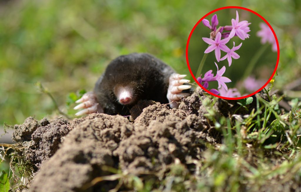 Posadź te rośliny w ogrodzie. Zapomnisz o krecie