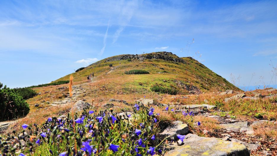 Na Babiej Górze odkryto dwa nowe gatunki roślin