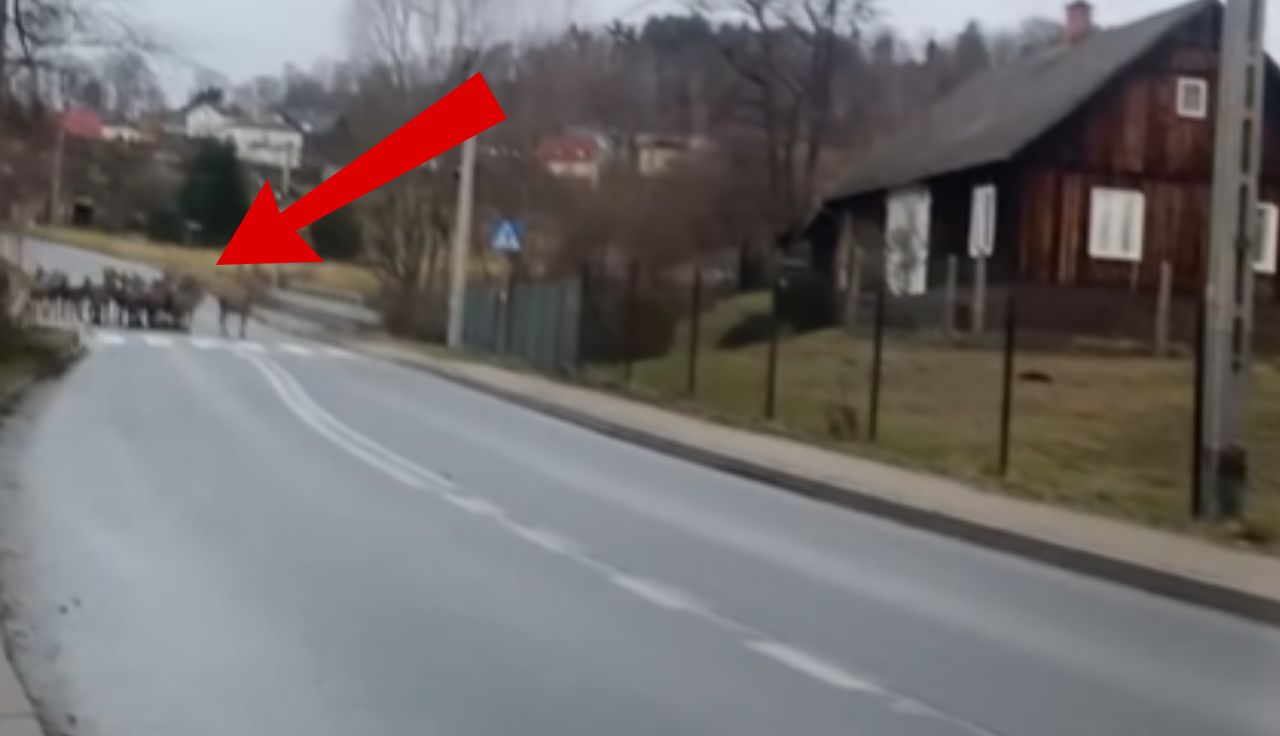 Sceny przy pasach. Było ich mnóstwo. Pół mln wyświetleń