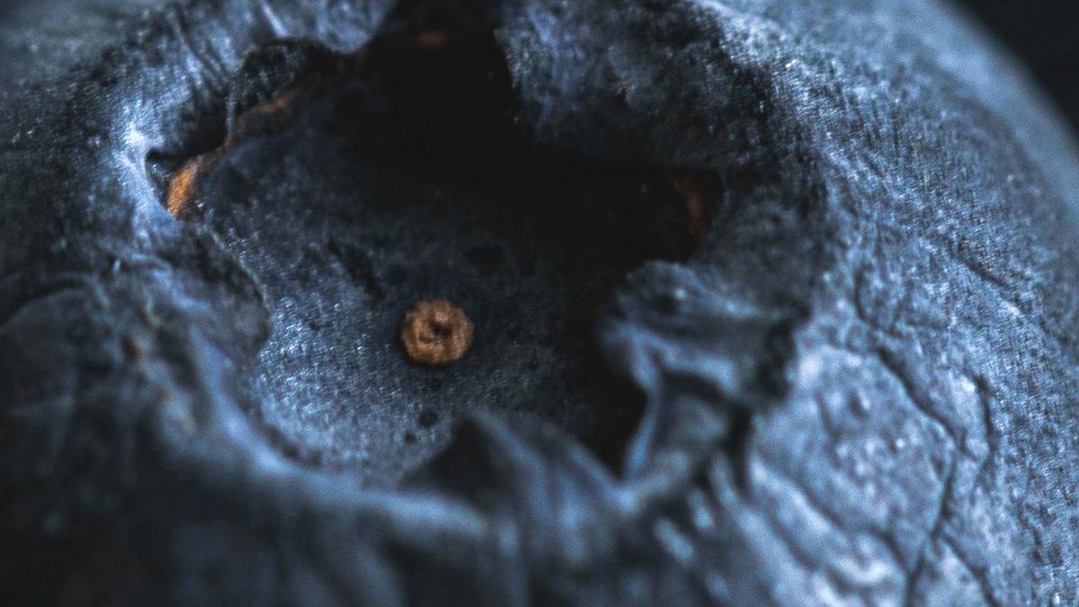 Borówka w dużym zbliżeniu