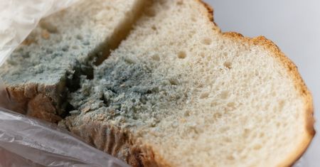 Gdzie wyrzucić stary chleb? Polacy wciąż popełniają ten błąd