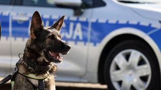 Lubin: Czworonożna policjantka wytropiła przestępcę. Kolejny sukces