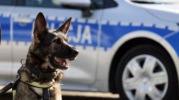 Lubin: Czworonożna policjantka wytropiła przestępcę. Kolejny sukces