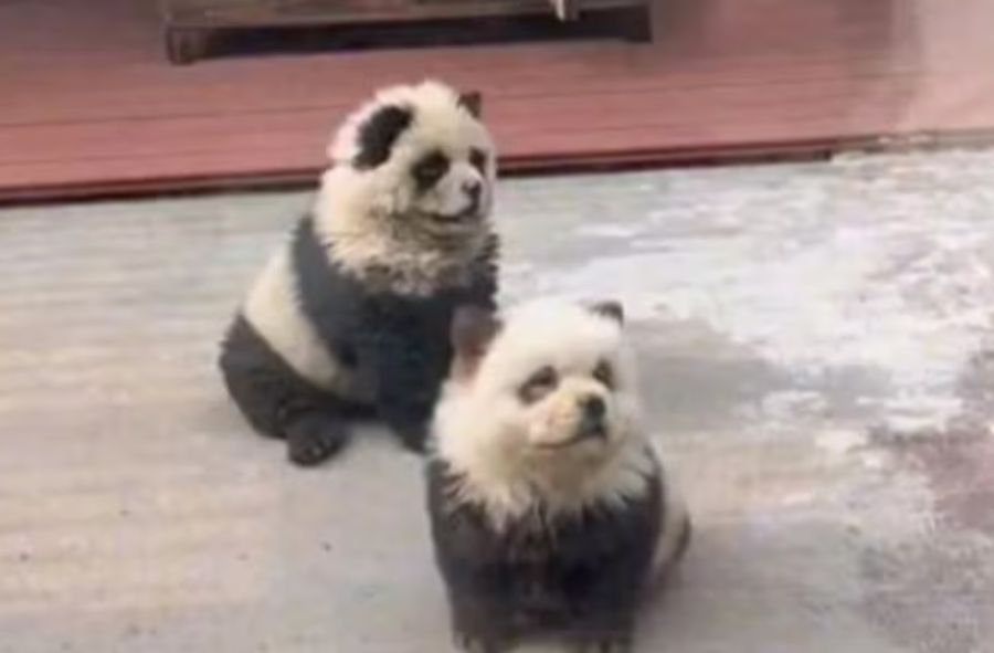 Chińskie zoo zafarbowało szczeniaki, żeby przypominały pandy