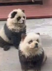 Podejrzanie słodkie pandy. Zoo nie widzi problemu