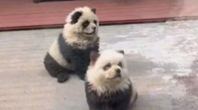 Podejrzanie słodkie pandy. Zoo nie widzi problemu