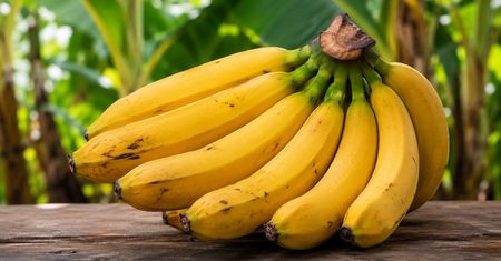 Czy banan jest jagodą? Botanicy od dawna znają odpowiedź, która zaskakuje większość ludzi