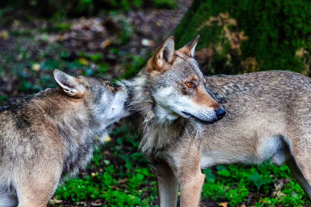 Wilk nie zostawił swojej chorej partnerki. Wracał do miejsca, gdzie leżała