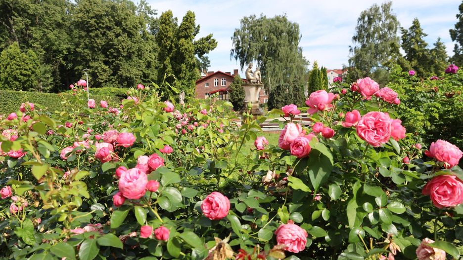 Ogród różany w szczecineckim parku miejskim
