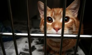 Miała opiekować się zwierzętami siostry. Policjanci zastali szokujący widok