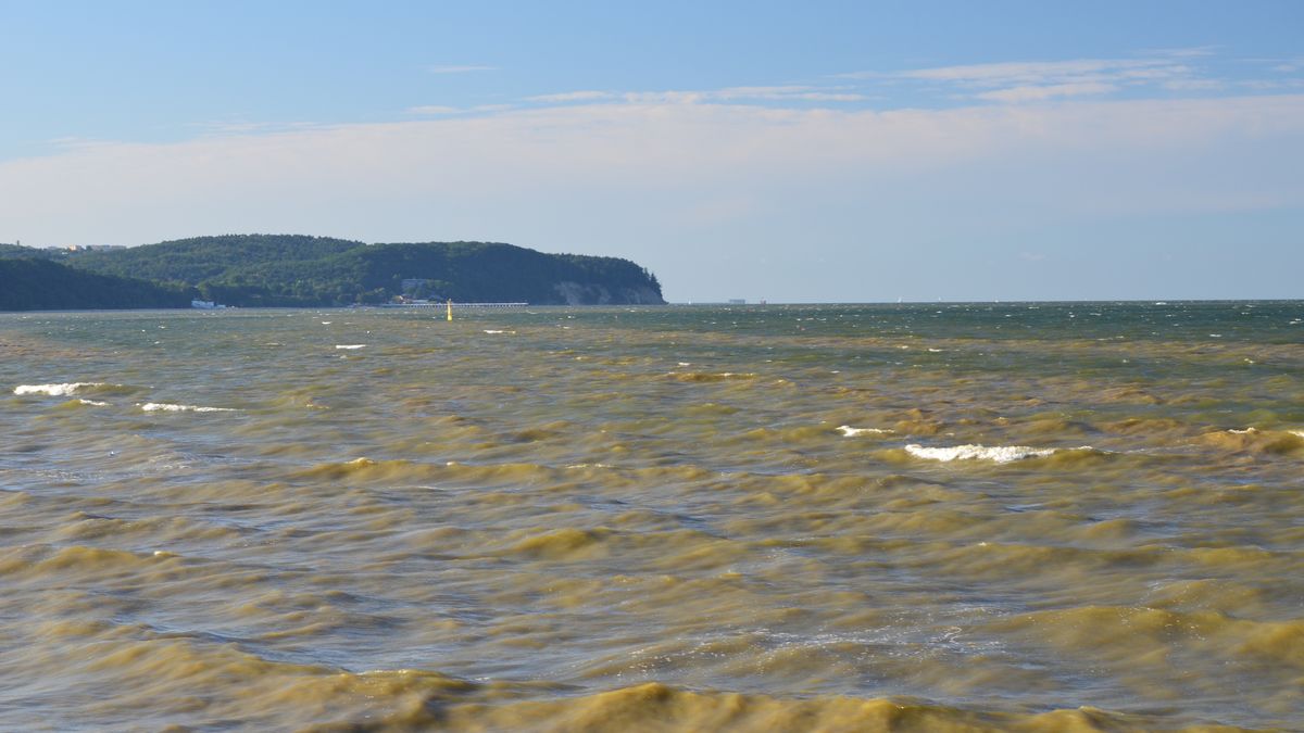 Sinice w Zatoce Gdańskiej