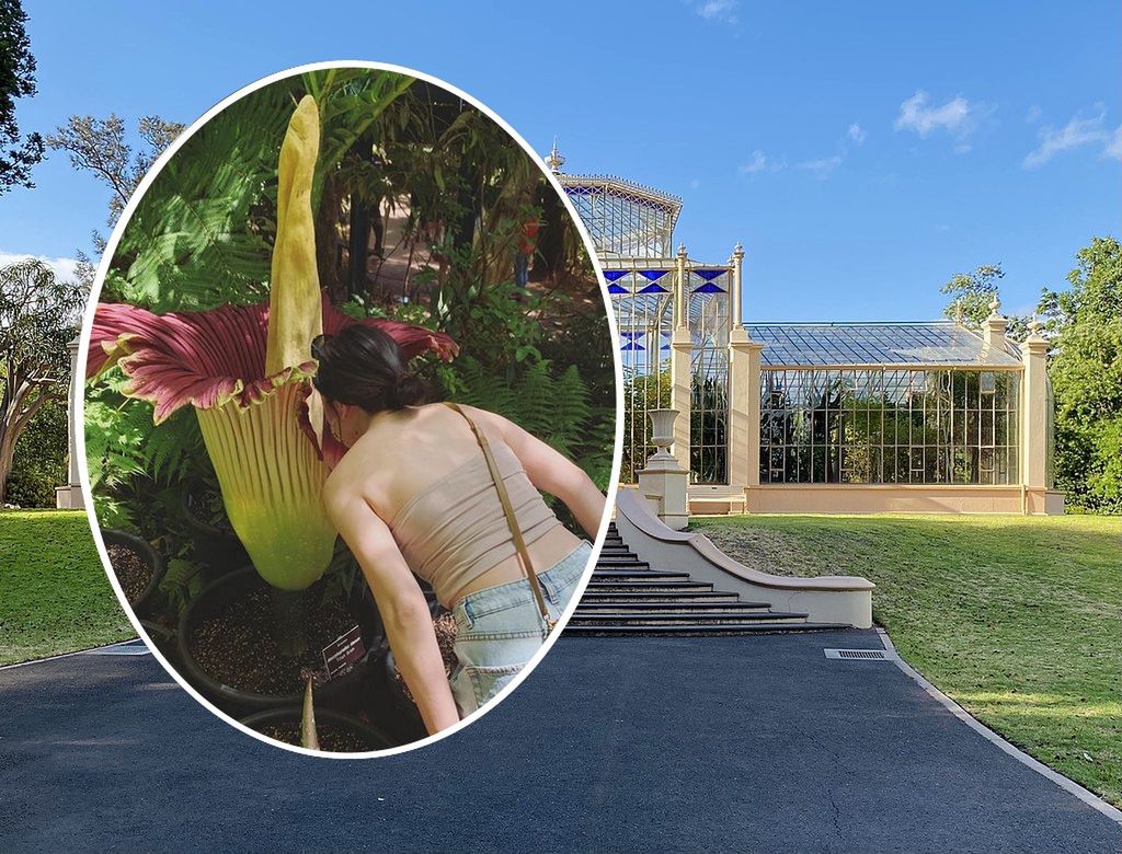 Corpse flower in full bloom: the Adelaide botanical garden besieged by curious stench-seekers