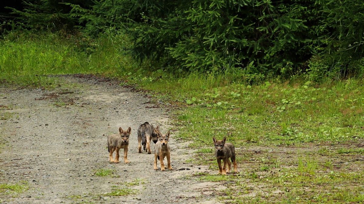 Leśniczy z Nadleśnictwa Piwniczna natrafił na młode wilki