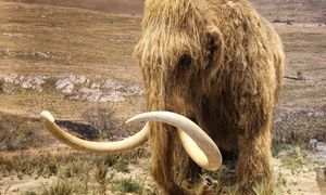 Najstarsze RNA z mamuta zsekwencjonowane. Co zdradziły geny Yuki?