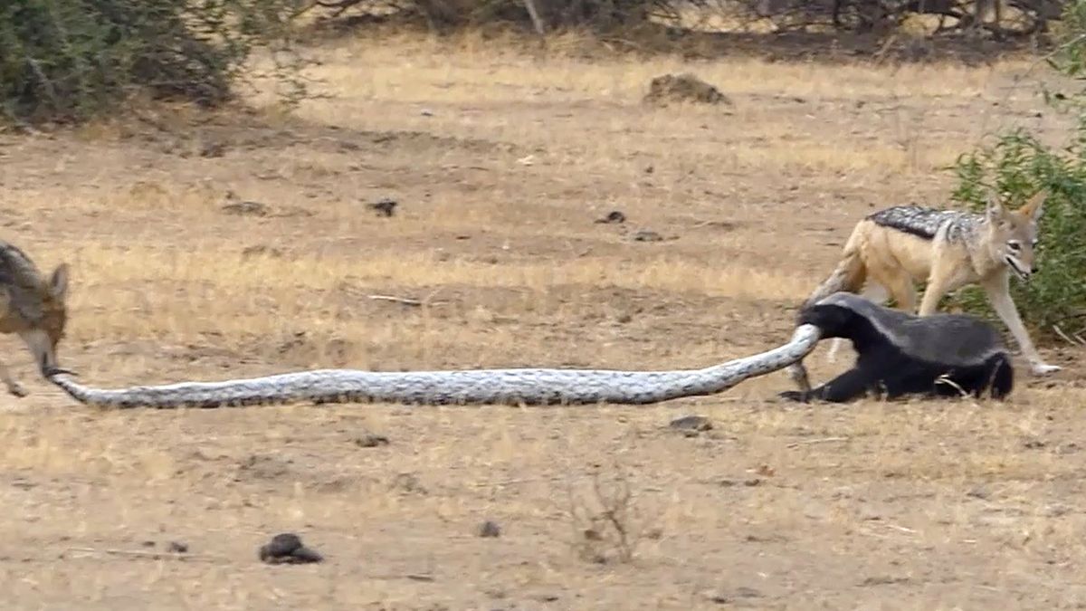 Walka między pytonem, ratelem i szakalami. Dość niespotykane zjawisko na zdjęciach 1