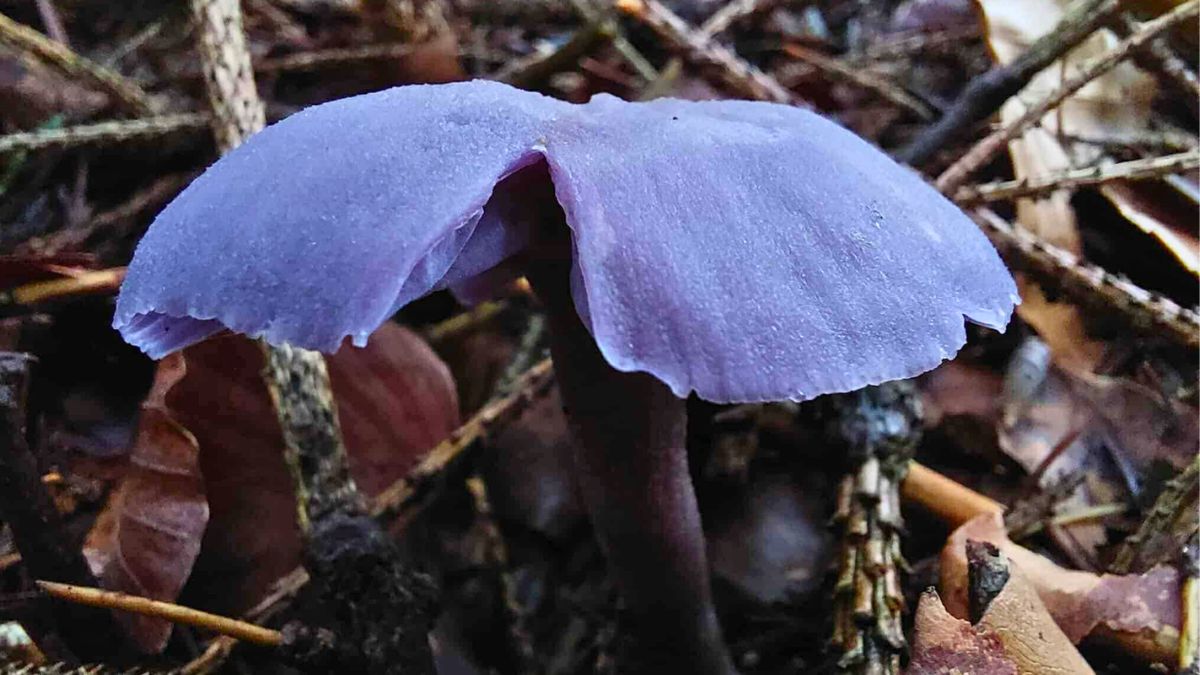 Grzyb o takim kolorze jest jak leśna biżuteria
