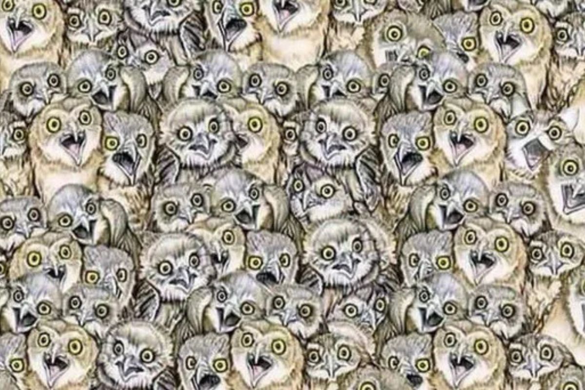 Find the hidden cat among the owls in under 20 seconds