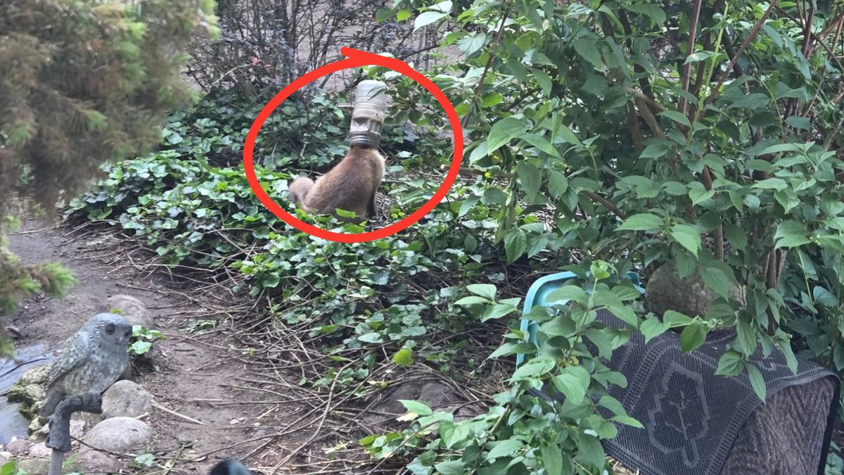 Strażacy uratowali młodego liska