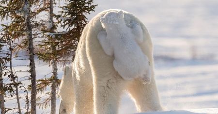 Najzabawniejsze zdjęcia finalistów The Comedy Wildlife Photography Awards 2017