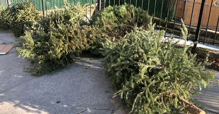 Co zrobić z choinką po świętach? W Krakowie dają im "drugie życie"