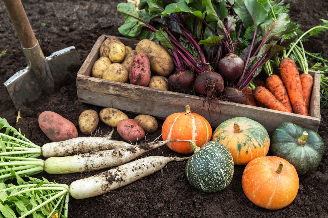 Fresh veggies all winter: Expert storage tips unveiled