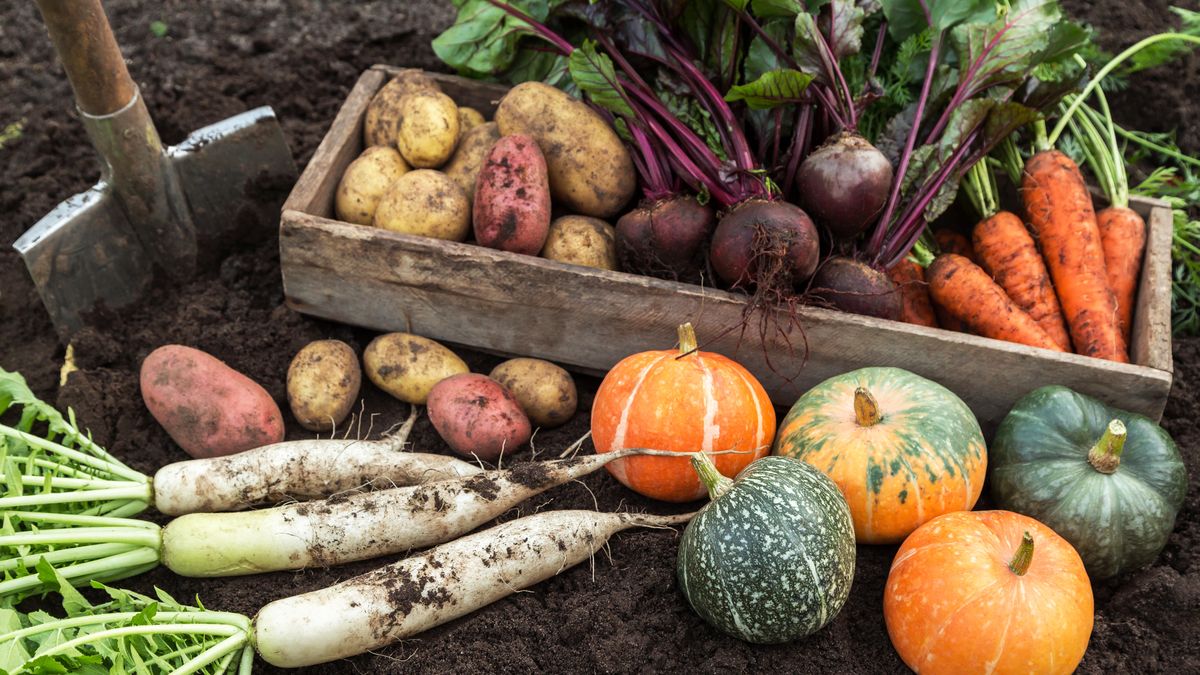 Jak przechowywać warzywa na zimę?