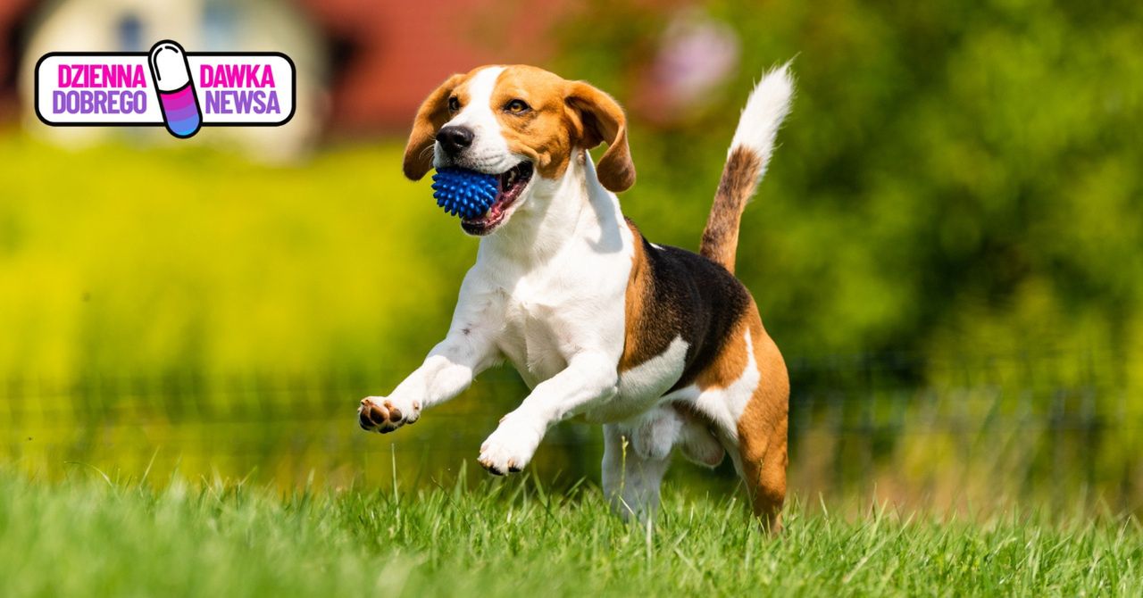 Obchodzimy go 1 lipca. Dzień Psa świętuje cała Polska