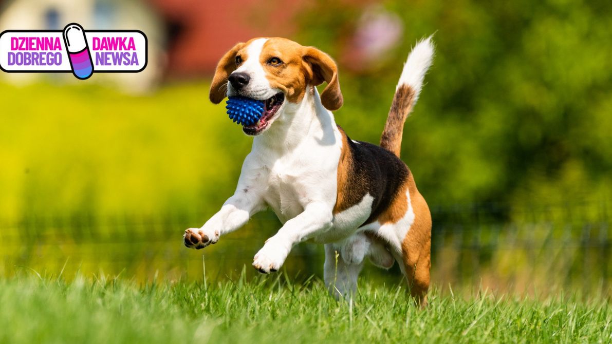 Obchodzimy go 1 lipca. Dzień Psa świętuje cała Polska