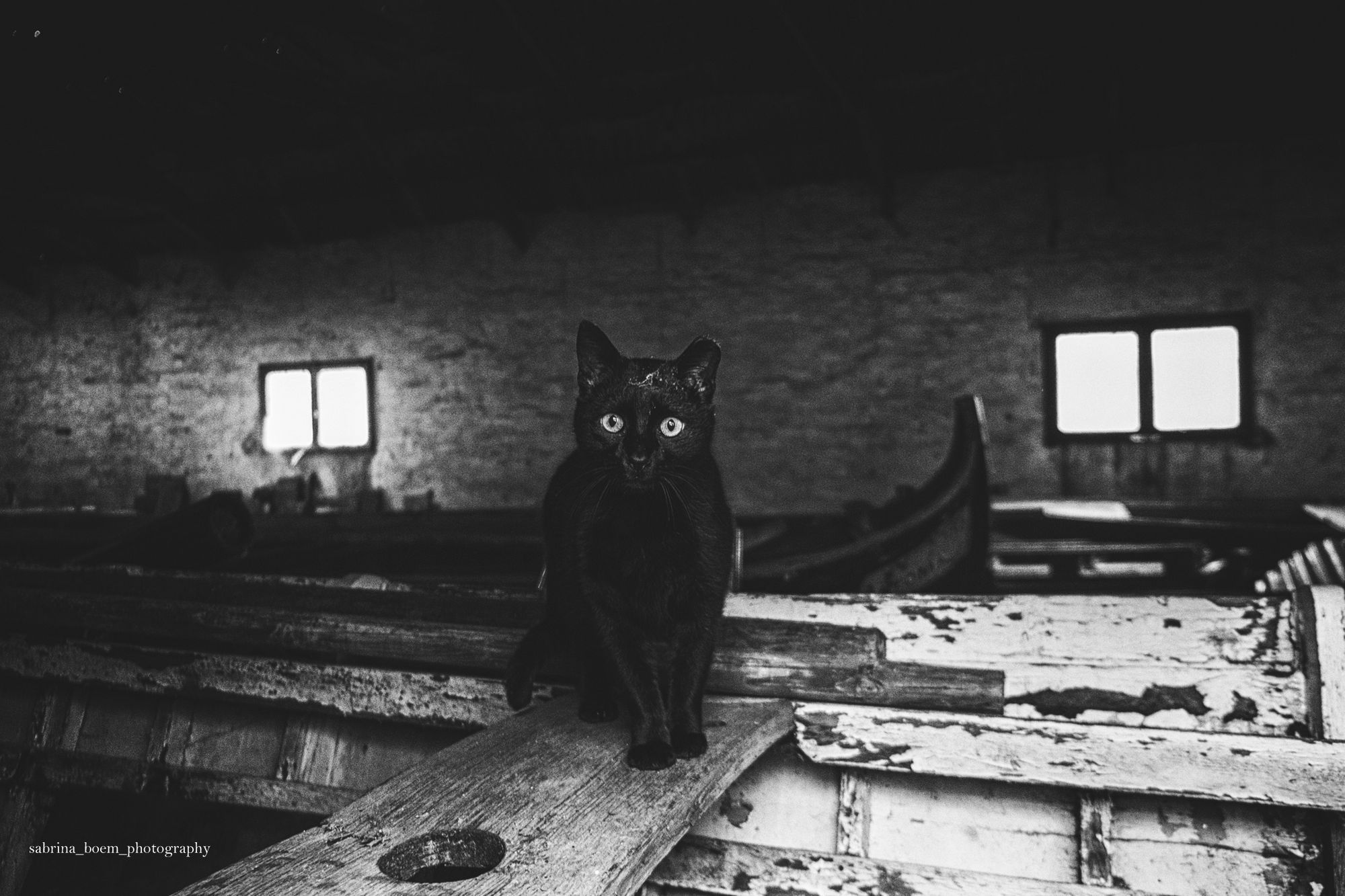 Sabrina Boem oddaje cześć bezdomnym i opuszczonym kotom w swoim projekcie fotograficznym 13