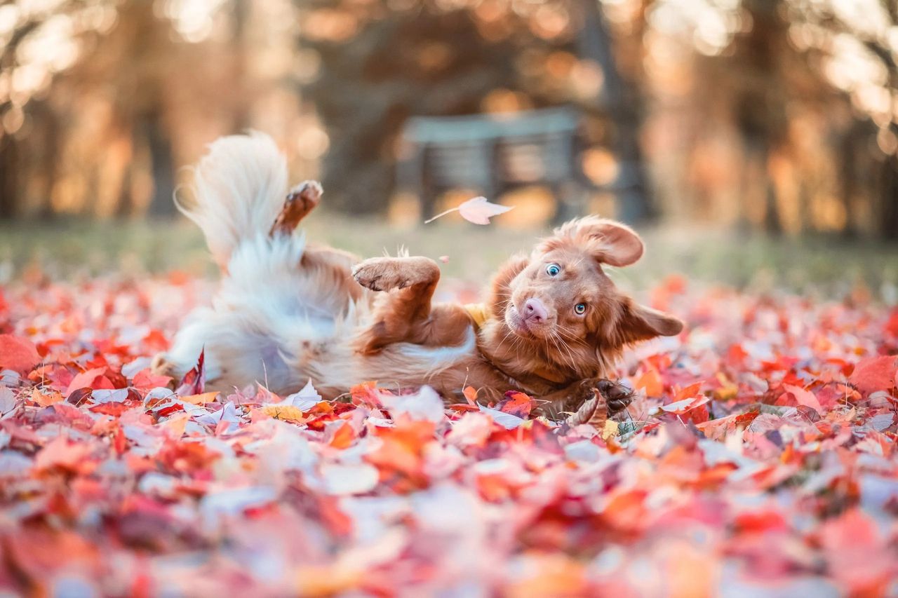 Zdjęcie finalisty konkursu Comedy Pet Photo Awards.