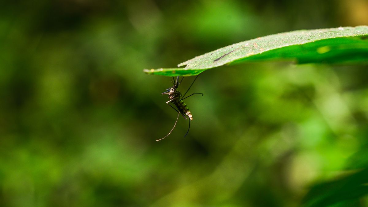 Armigeres mosquito (Armigeres sp.) is a genus of mosquitoes belonging to the Culicidae family. Some species of Armigeres can raise their hind legs to create an egg. Adults of Armigeres are morphologically similar to species of other Aedine generic-level taxa in the Oriental and Australasian regions, but they are generally larger and usually have the proboscis slightly curved downwards and flattened laterally. Armigeres species are associated with lowland and dipterocarp forests but are never found in primary forests. Many species of Armigeres attack humans. For example, Armigeres subalbatus is a species complex of zoophilic mosquitoes found in Sri Lanka, India, and Bangladesh. It can carry parasites and viruses that cause diseases in humans, including malaria, Japanese encephalitis, and filariasis. It is also a potential vector for the Zika virus. Armigeres subalbatus is part of the Culicinae subfamily and is similar in morphology and genetic phylogeny to Aedes mosquitoes. It feeds on blood from both humans and animals and thrives in areas near human habitation. Armigeres subalbatus was originally associated with forests but now thrives in rural and suburban areas. An Armigeres mosquito is resting under a leaf in a forest in Tehatta, West Bengal, India, on 04/04/2024. (Photo by Soumyabrata Roy/NurPhoto via Getty Images)
