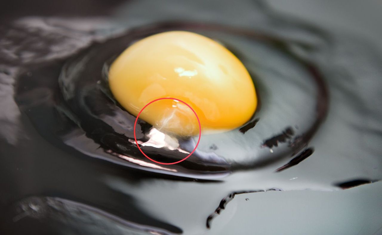 Tak wygląda chalaza