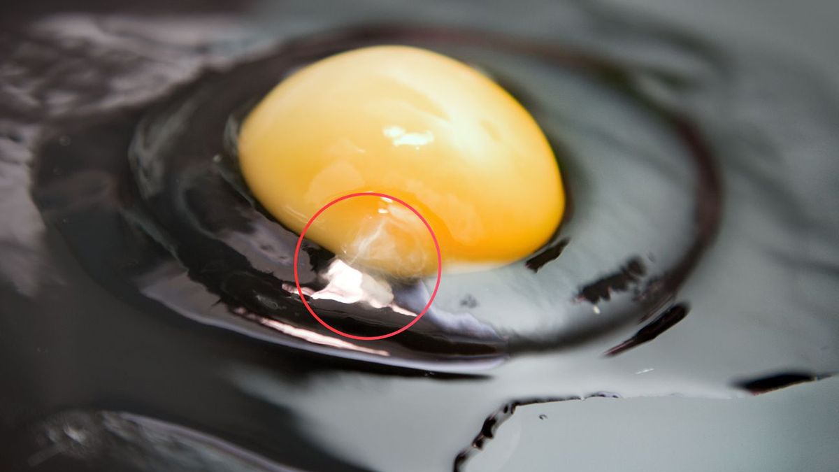 Tak wygląda chalaza