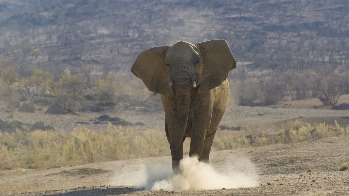Słoń zaatakował 70-letnią kobietę w Indiach 