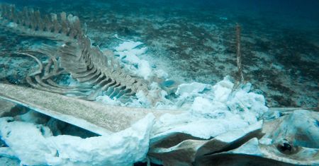 7 km pod powierzchnią Oceanu Indyjskiego. Sensacyjne odkrycie w głębinie