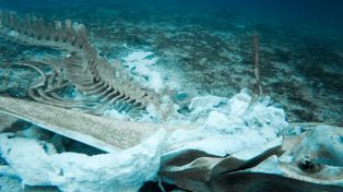 7 km pod powierzchnią Oceanu Indyjskiego. Sensacyjne odkrycie w głębinie