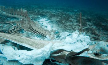 Gigantyczne cmentarzysko na dnie oceanu. Skamieniałości mają miliony lat