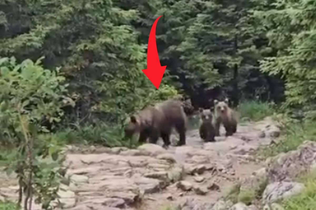 Zobaczyła je w Tatrach. Szybko chwyciła za telefon