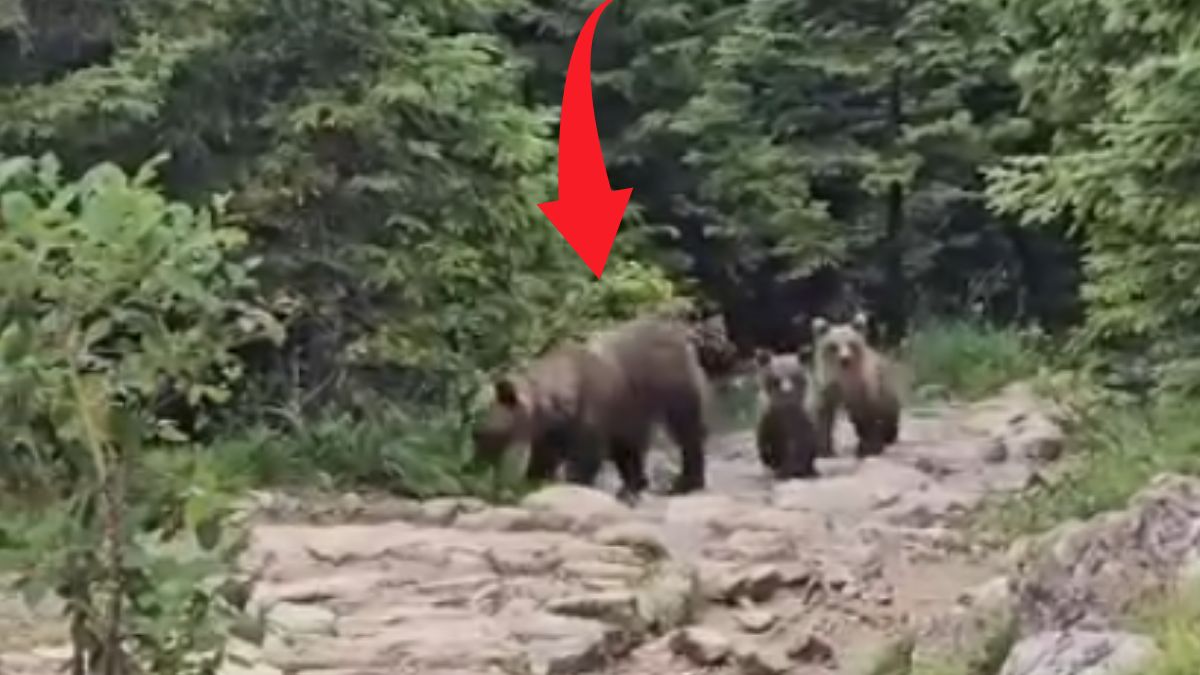 Niedźwiedzia rodzina w Tatrach 