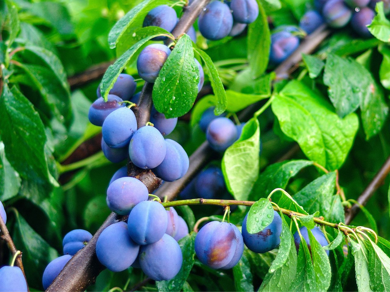 Caring for the prune plums: Essential tips for a bountiful autumn