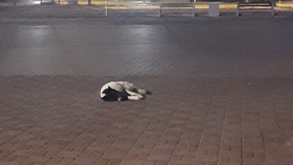 Pies koczował na stacji benzynowej. Uratowała go wolontariuszka