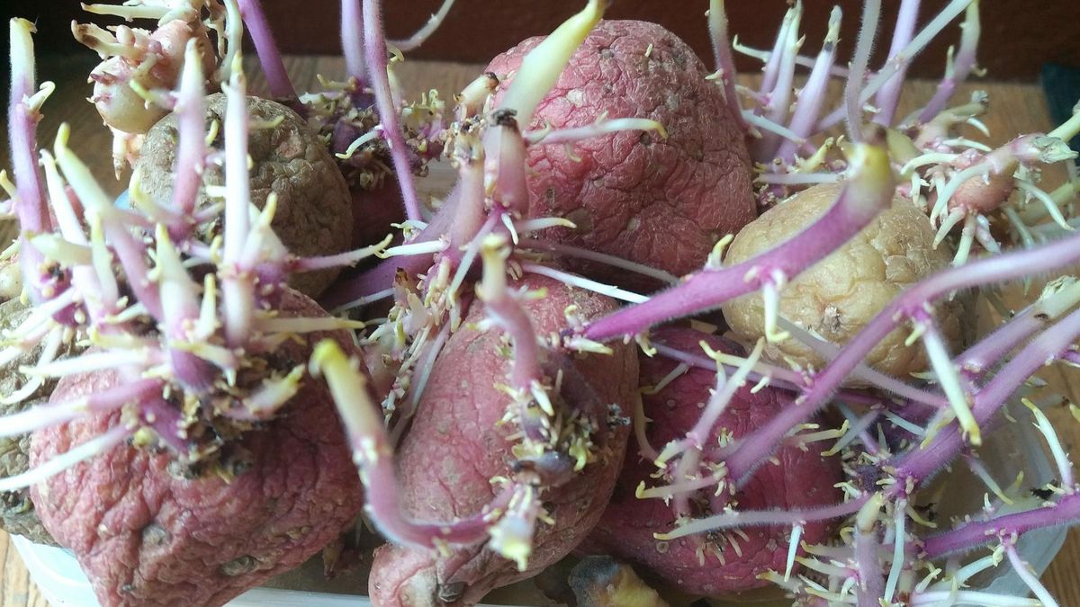 Ludowy preparat na chore stawy. Wystarczą dwa składniki